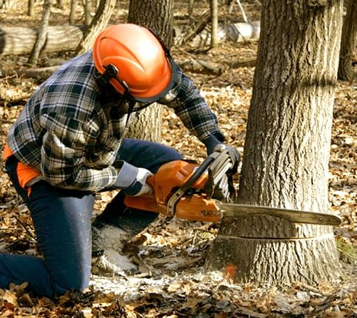 Tree Removal in Geary, OK